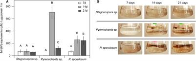 Mechanisms of Manganese(II) Oxidation by Filamentous Ascomycete Fungi Vary With Species and Time as a Function of Secretome Composition